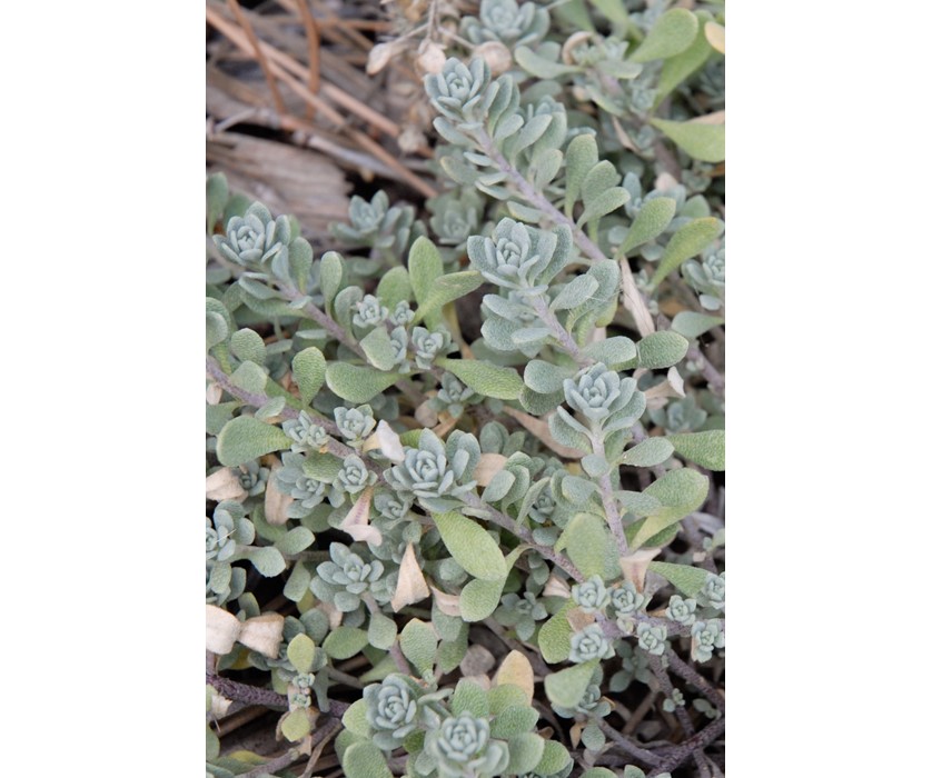 Mountain Alyssum